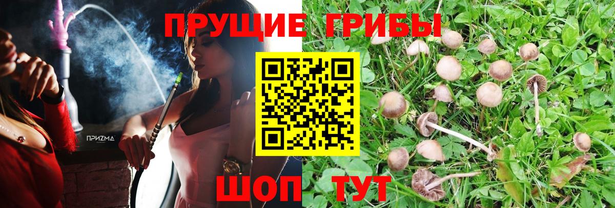Галлюциногенные грибы Psilocybine cubensis  Вход с VPN  Псилоцибиновые грибы мухоморы  Удомля 